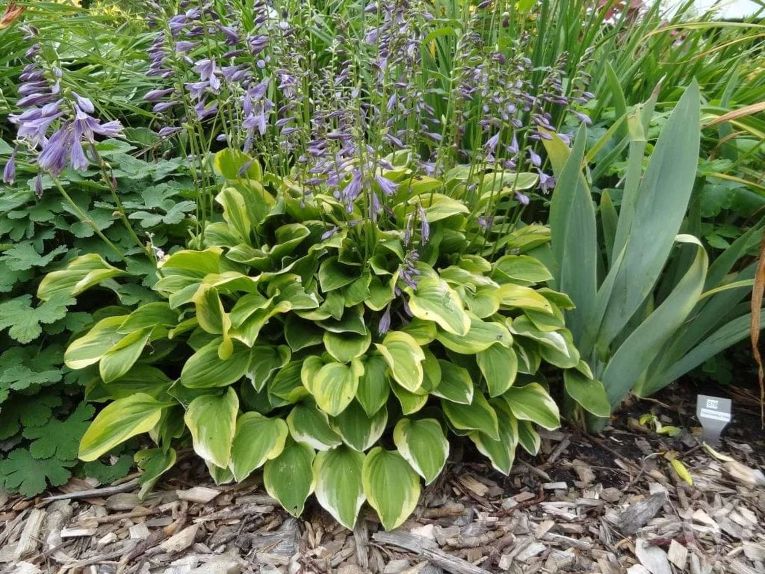 Kuunlilja 'Golden Tiara'